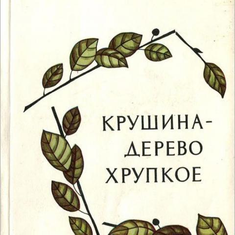 Автор стр. Крушина дерево хрупкое Валентин Сафонов. Книги Валентина Сафонова. Хрупкое дерево в России. Хрупкое дерево в Узбекистане.